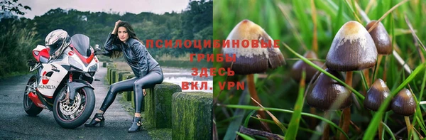 прущие грибы Балабаново